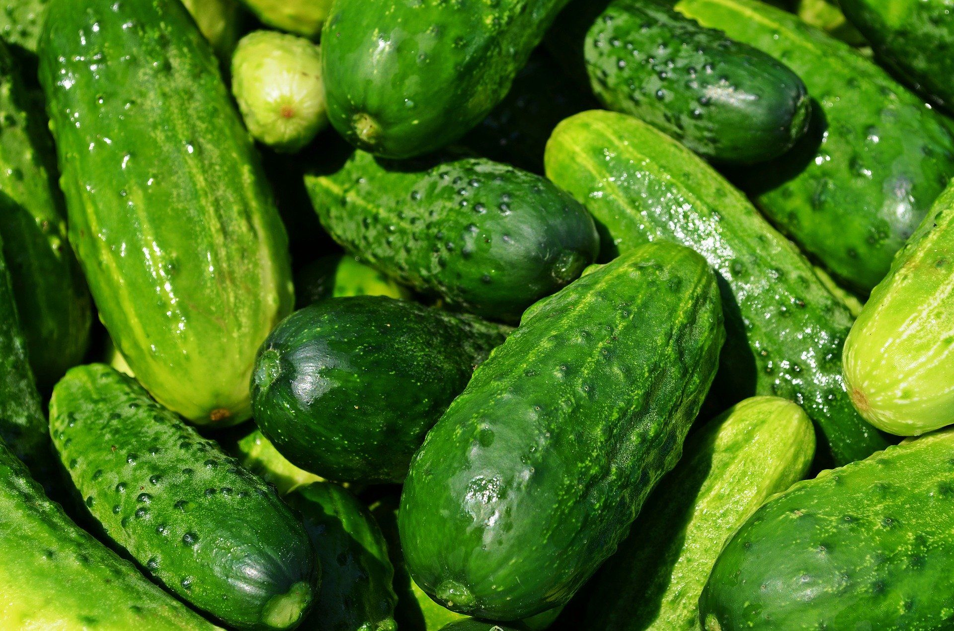 Кыяр ашасаң, картаймыйсың