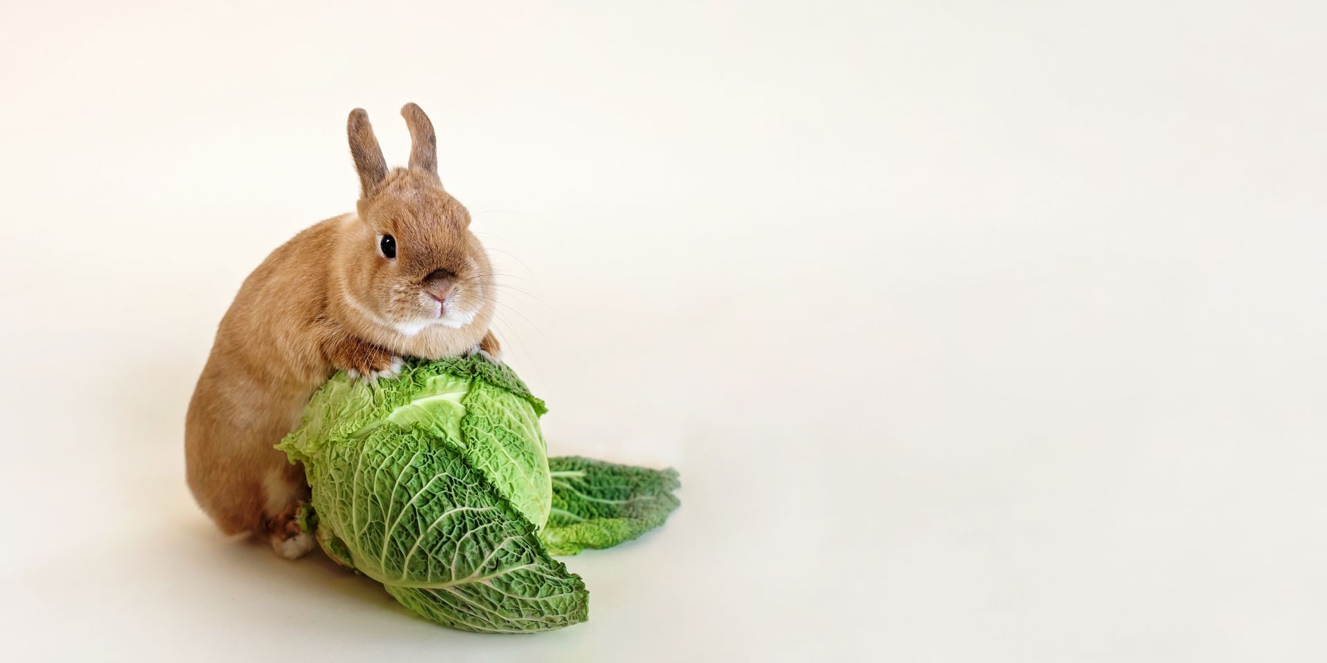 Куян, кәбестә һәм син.